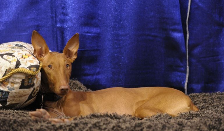 Imágen de un perro podenco.