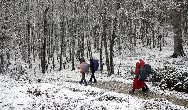 Varias personas caminan por un bosque de hayas en el alto de Mezkiritz en Navarra