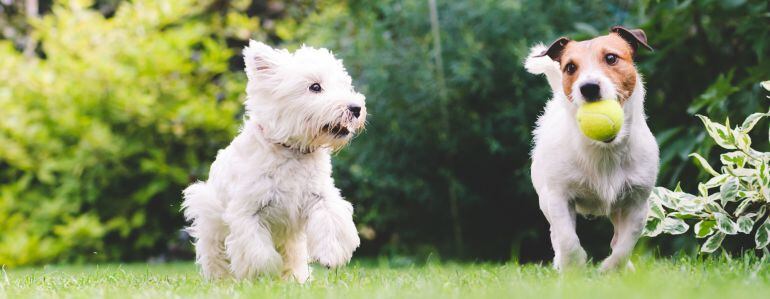 Perros corriendo por un parque