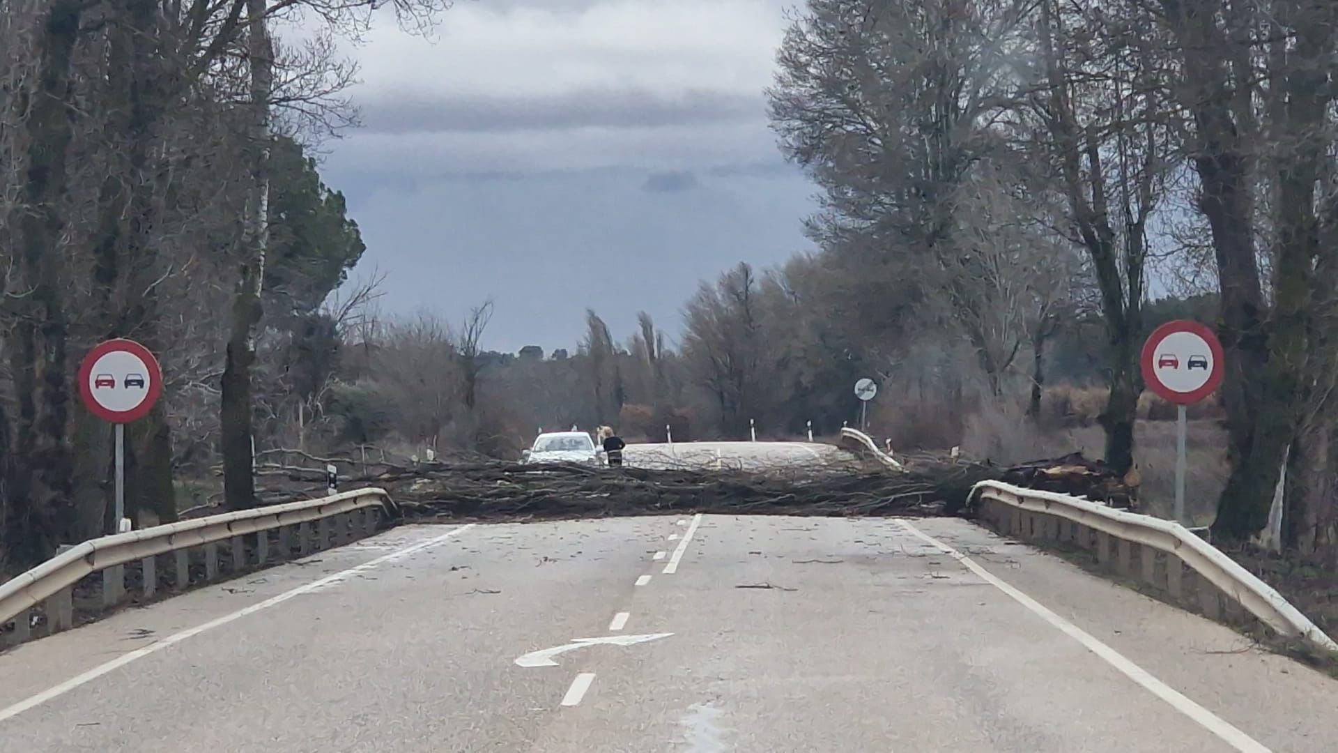 Caída árbol cortando la CM-220