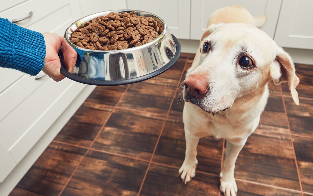 La correcta alimentación de nuestras mascotas es clave