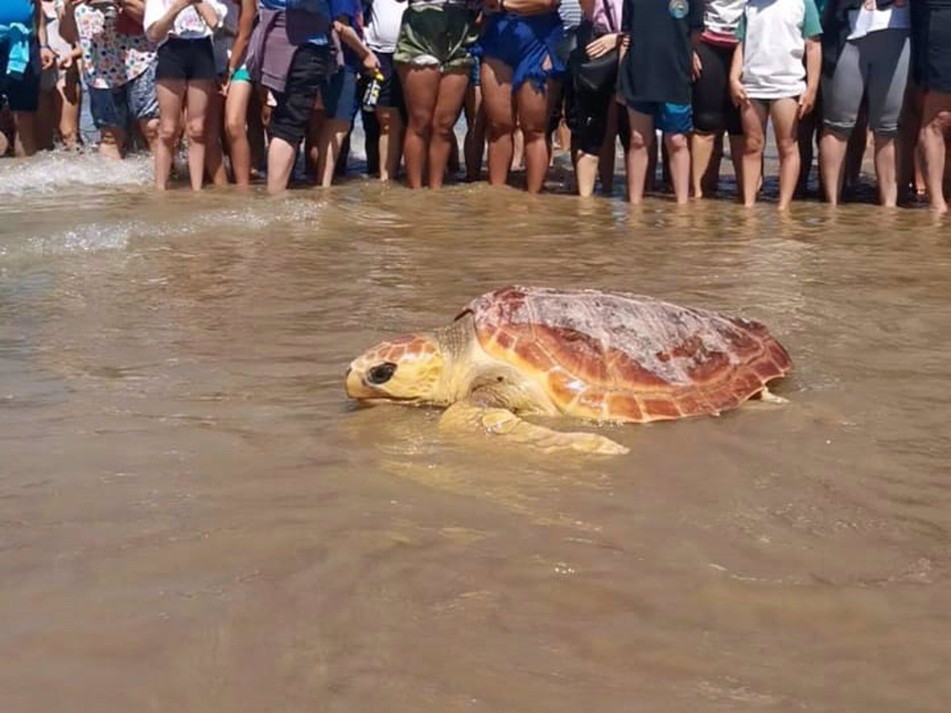 26/04/2023 Liberadas seis tortugas marinas en la playa de las Tres Piedras en Chipiona
POLITICA
JUNTA DE ANDALUCÍA