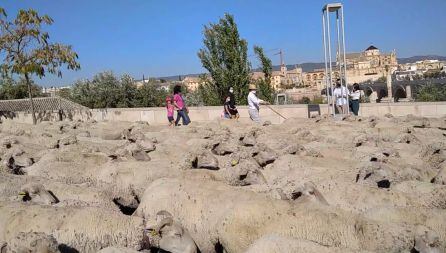Las ovejas de Miguel Molina en trashumancia por las calles de Córdoba