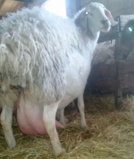 Este ganadero conquense ha conseguido aumentar la leche que producen sus ovejas.