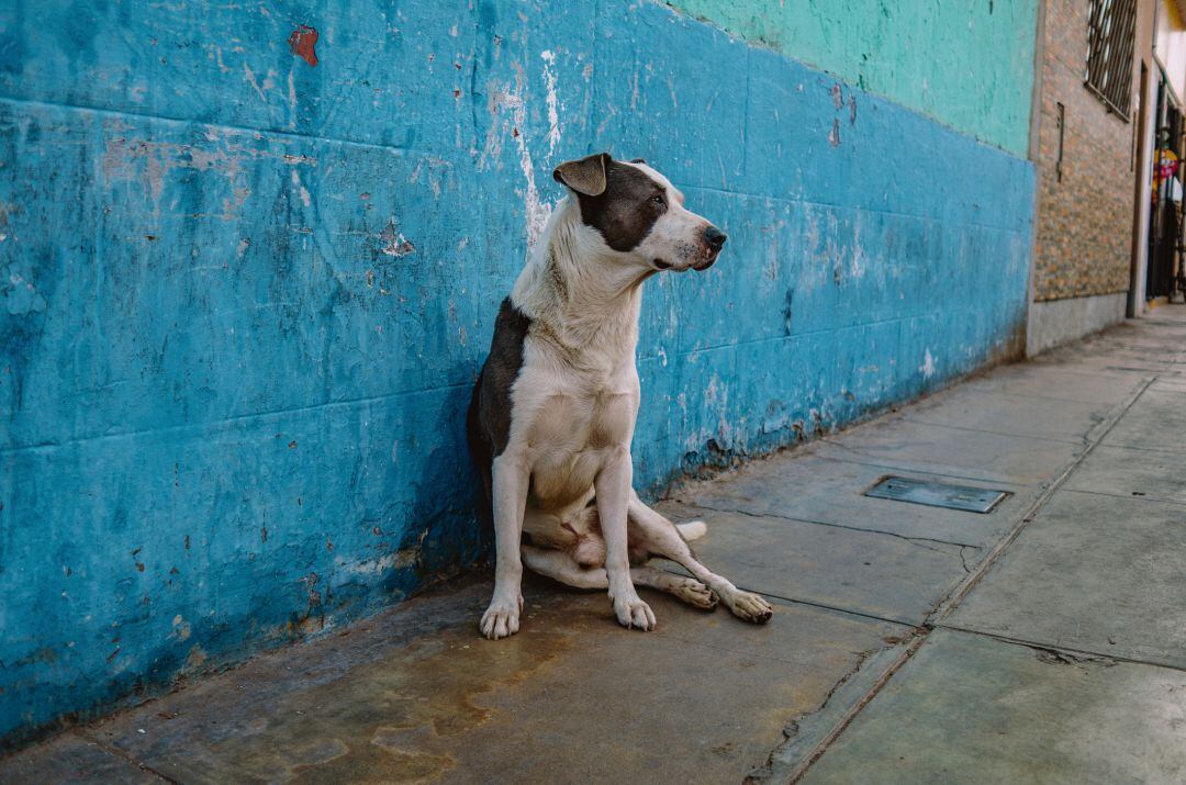 Un perro abandonado en la calle