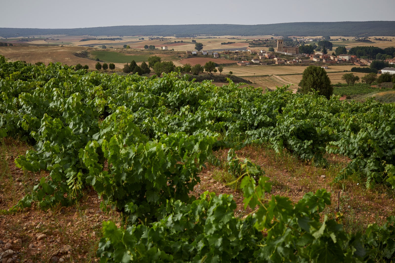 Viñedos de la ribera del Arlanza