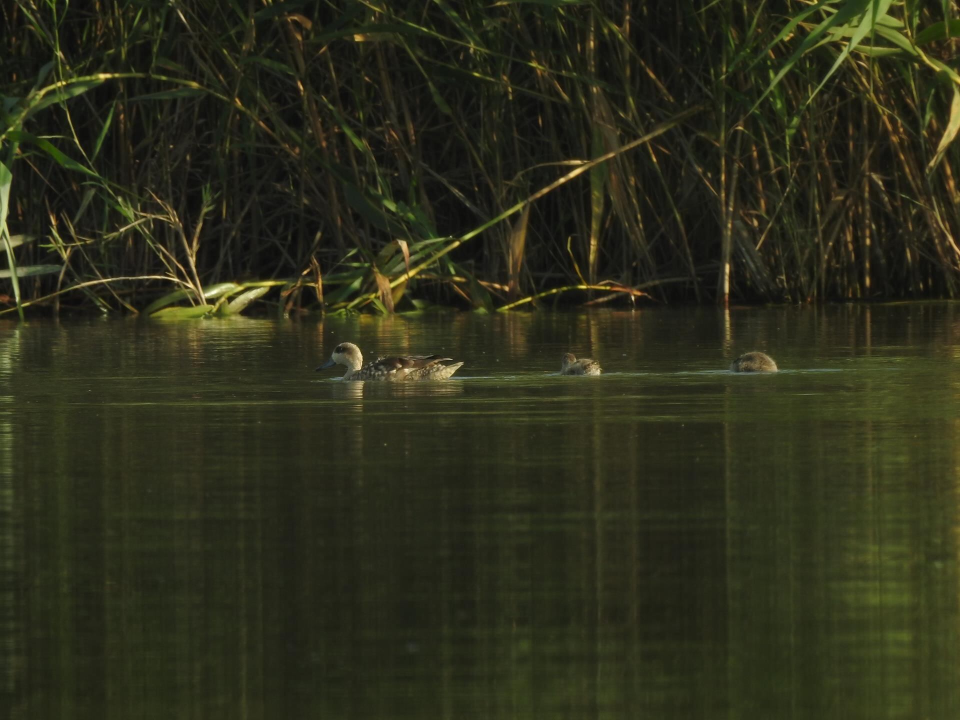 Imagen de adulto y dos pollos de cerceta pardilla localizados en el Tancat de la Pipa esta temporada. - DIANA FERRIS-SEO/BIRDLIFE