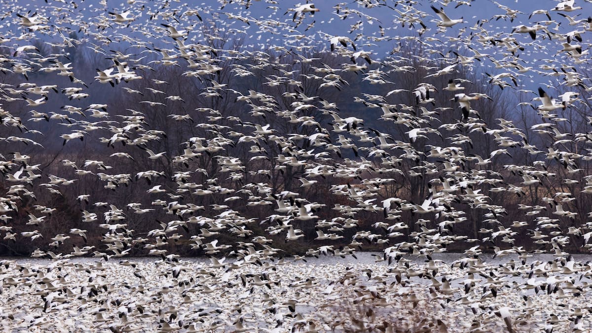 Juan José Badiola, sobre la presencia de la gripe Aviar en Aragón