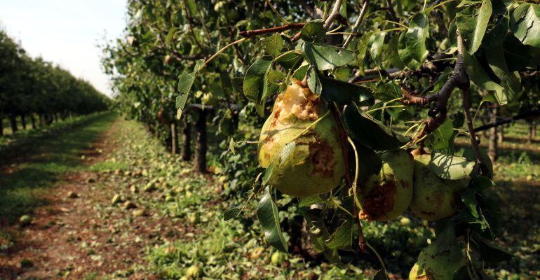 Un camp de perers destrossat per la pedregada de dimarts al Pla d'Urgell i la Noguera.