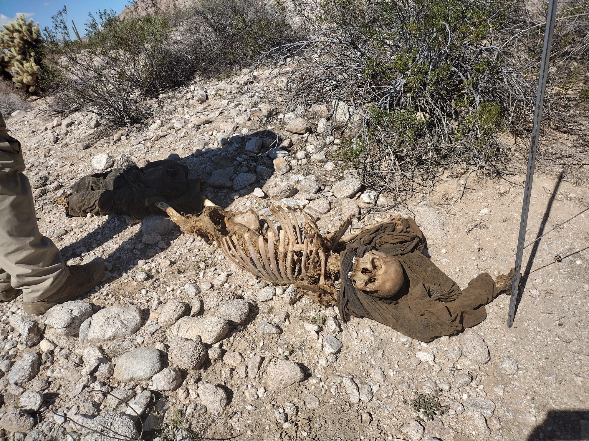 Restos humanos en el desierto que atraviesan los migrantes para llegar a Estados Unidos. Fotografía tomada por &#039;Capellanes del Desierto&#039;.