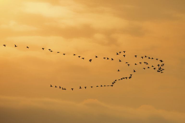 Aves migratorias