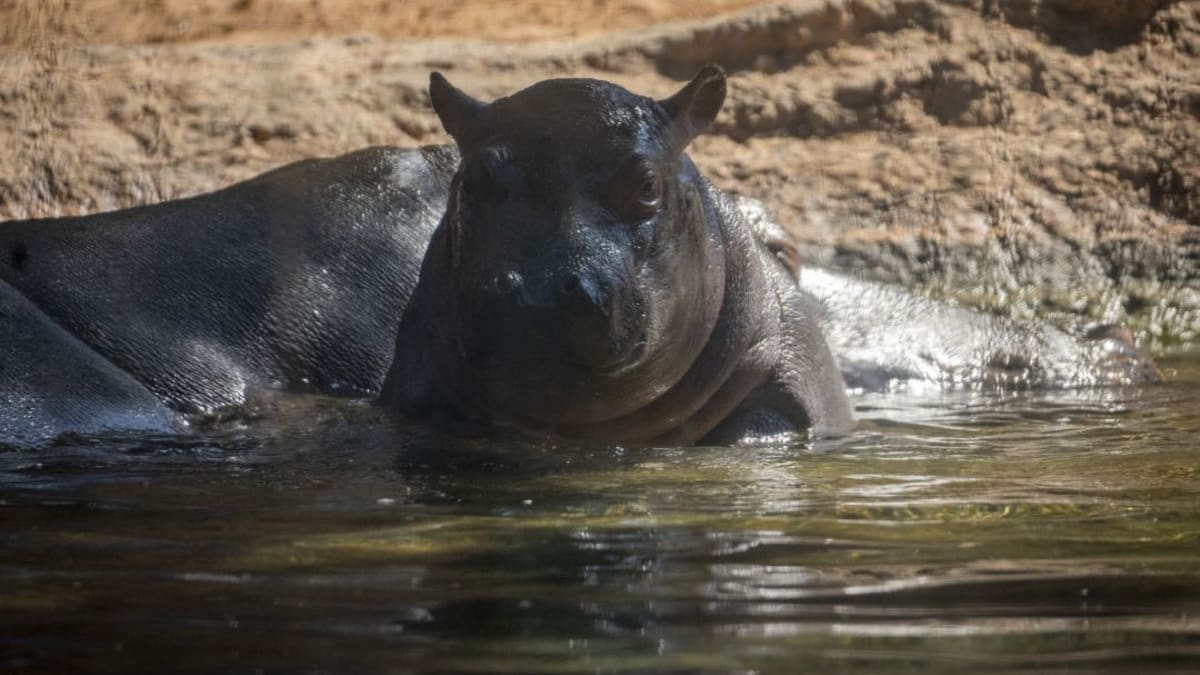 Bioparc Valencia (27/08/2020)