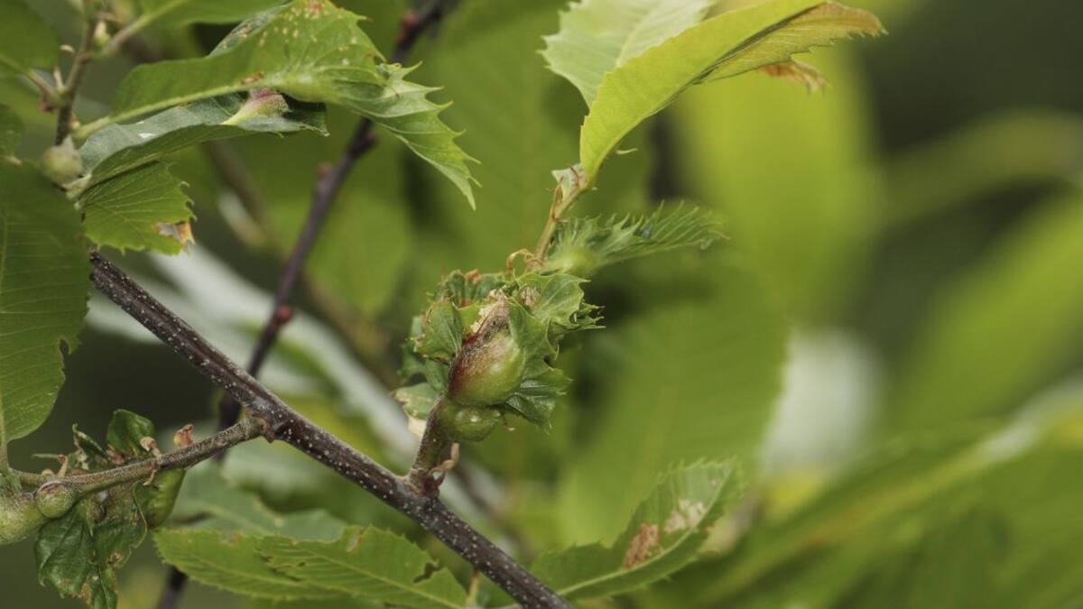 Corullón refuerza la lucha contra la avispilla con la compra de torymus