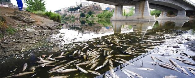 Mortandad de peces en el rio Júcar