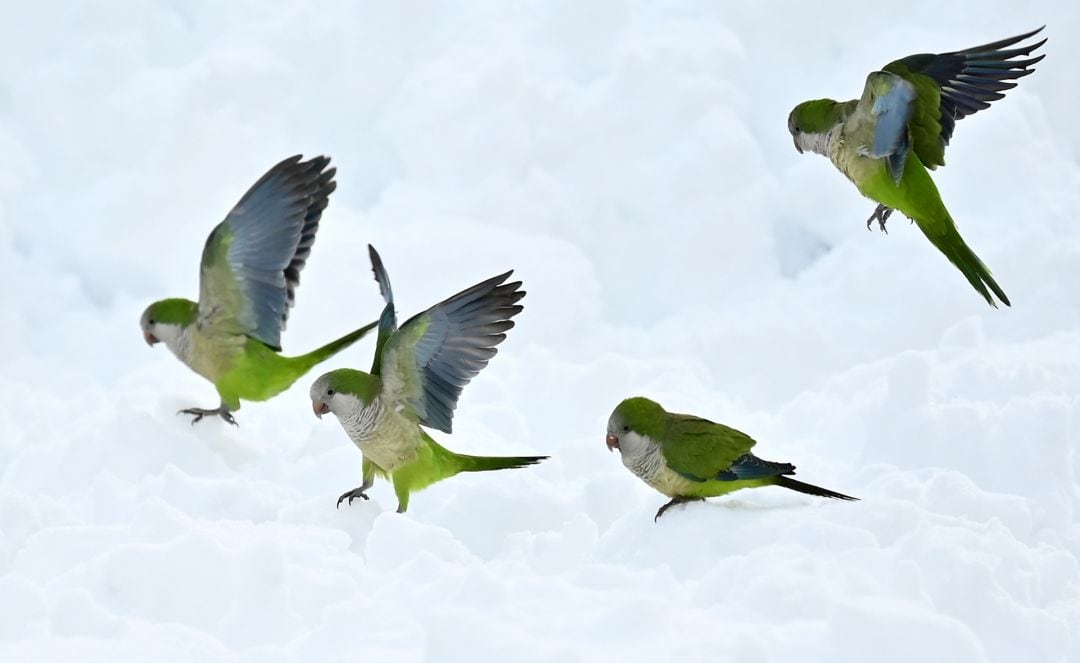 Las aves se han quedado sin muchas opciones a la hora de comer.