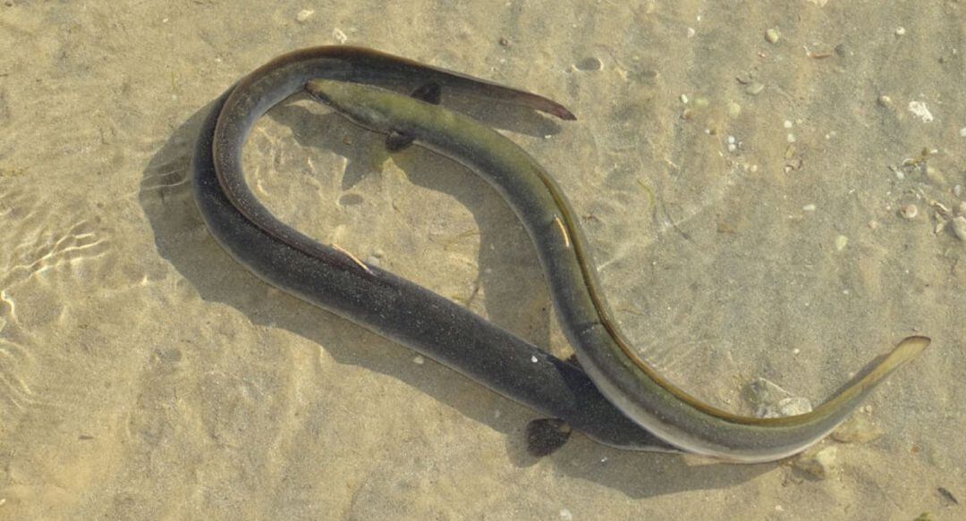 Liberación anguilas en el Mar Menor 