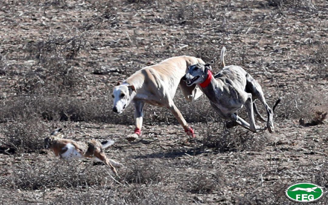 Últimas horas para conocer la tirunfadora del Campeonato de Galgos en Campo