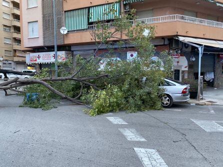 Árbol sobre un coche en Gandia