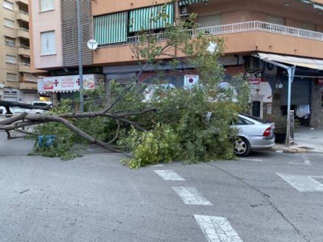 Árbol sobre un coche en Gandia