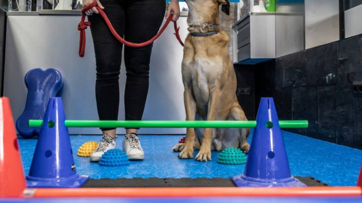 La verdad sobre perros y gatos C8