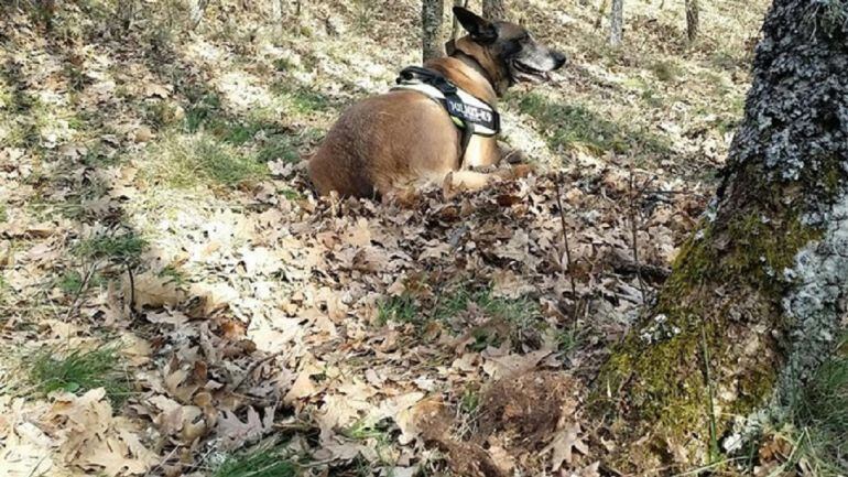 Perro utilizado para rastrear la zona en la que fue encontrado muerto el oso