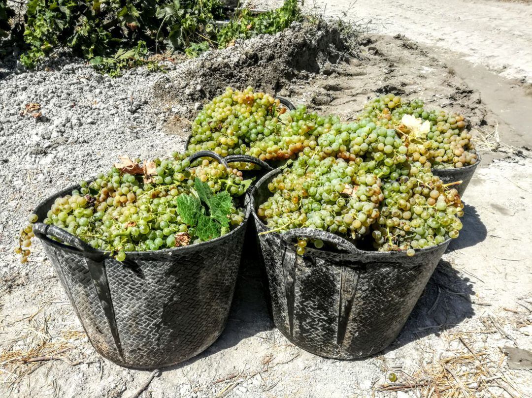 La vendimia ha propiciado que el sector agrario haya sido el que ha generado más empleo en agosto en Jerez