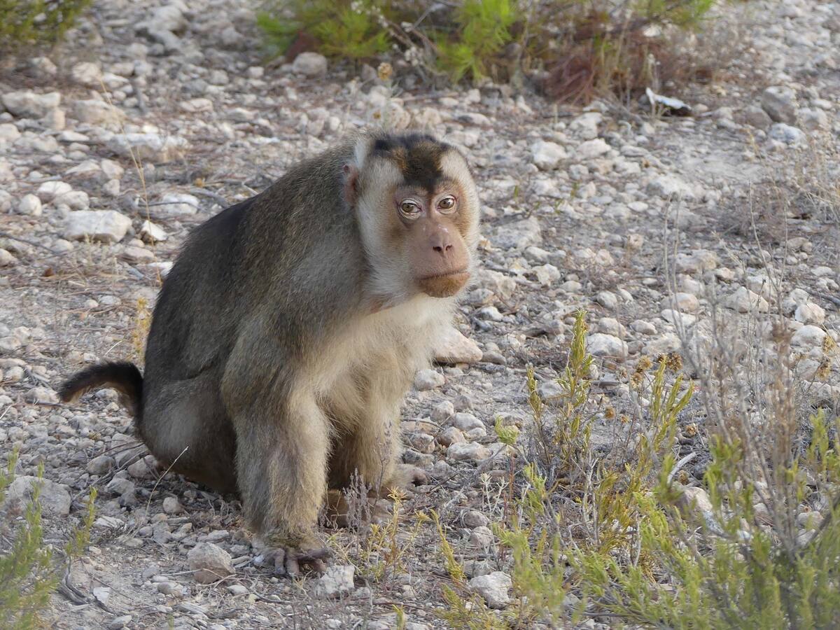 Fallece uno de los primeros primates alojados en Primadomus en Villena