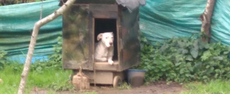 Perro atado en Cambre