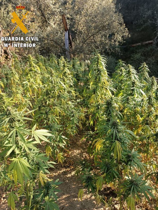 Se han invervenido 20.000 plantas de marihuana