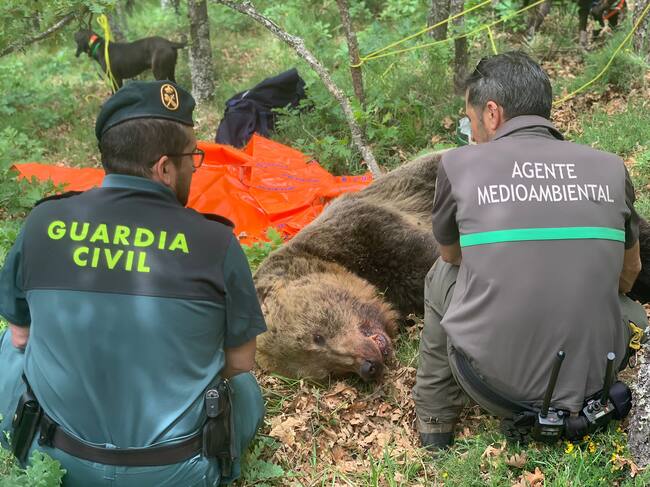 Operativo de la Junta que busca osos pardos en la Montaña Palentina