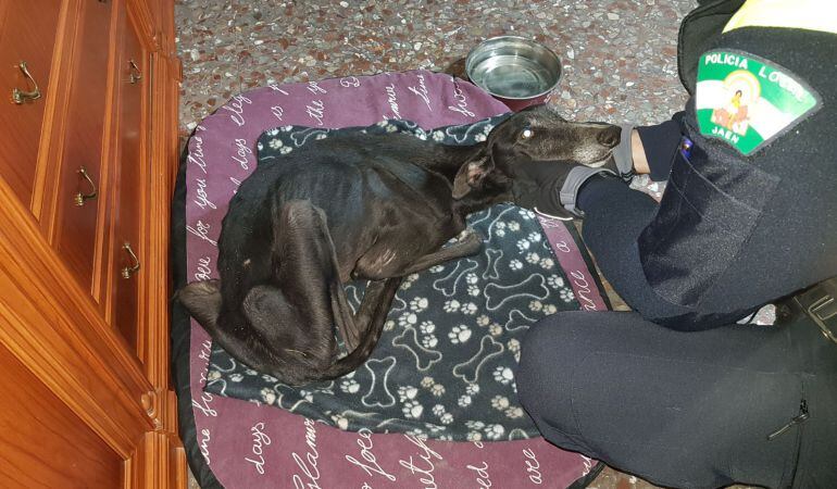 Policía dando los primeros cuidados al galgo encontrado