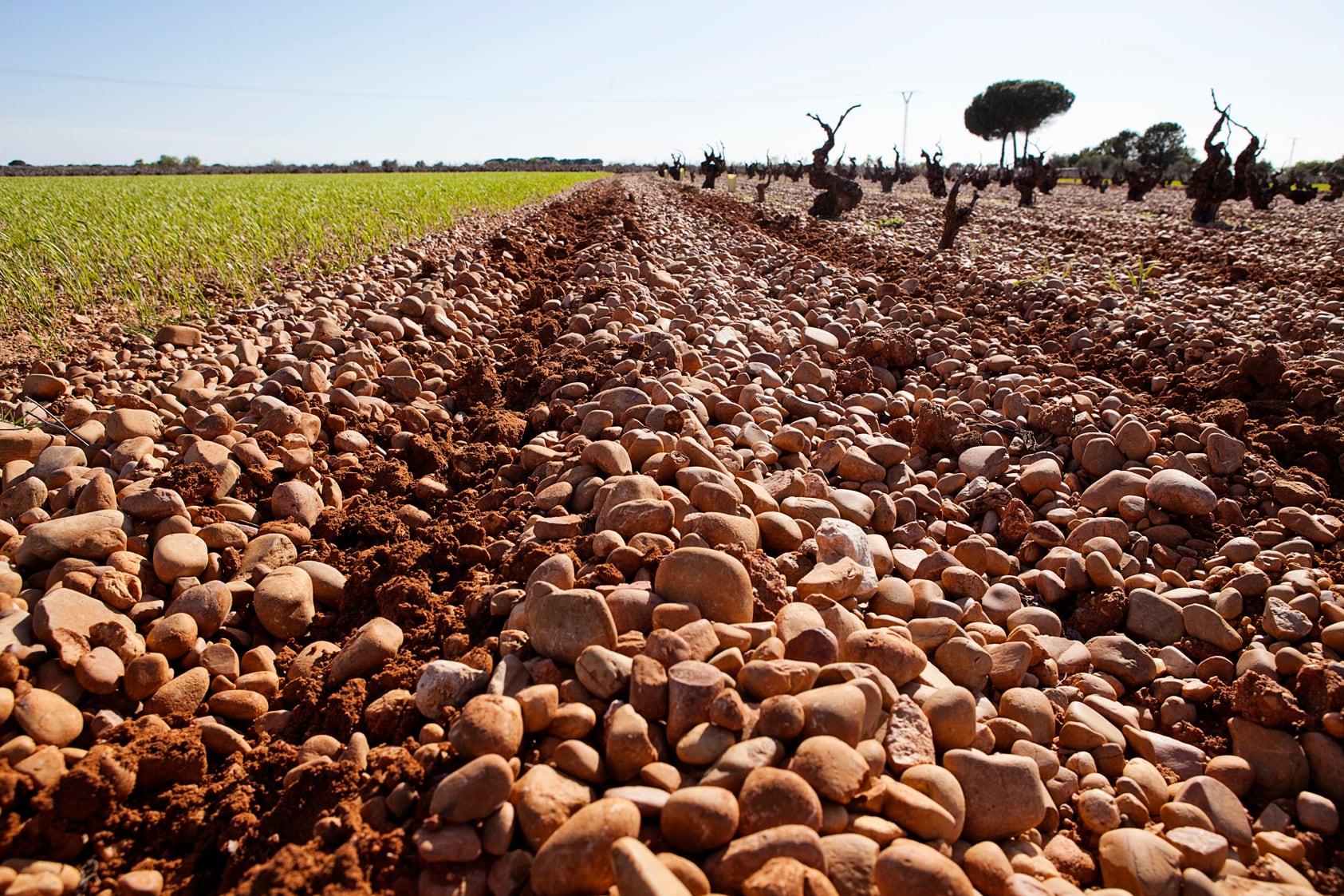 Cantos rodados y guijarros forman parte del singalur paisaje en el que crecen los vinos de la DO Ribera del Júcar