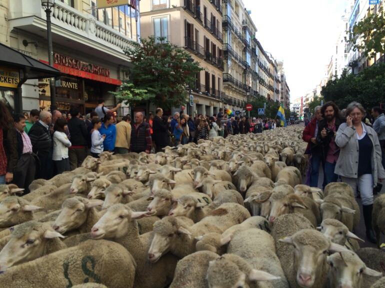 Ovejas pasean por Madrid en la fiesta de la trashumancia