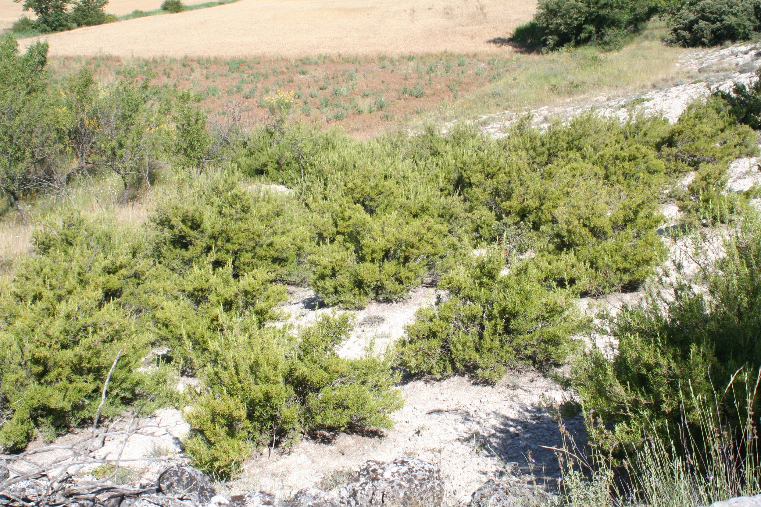 Plantación de aromáticas en el Cerrato, en Palencia