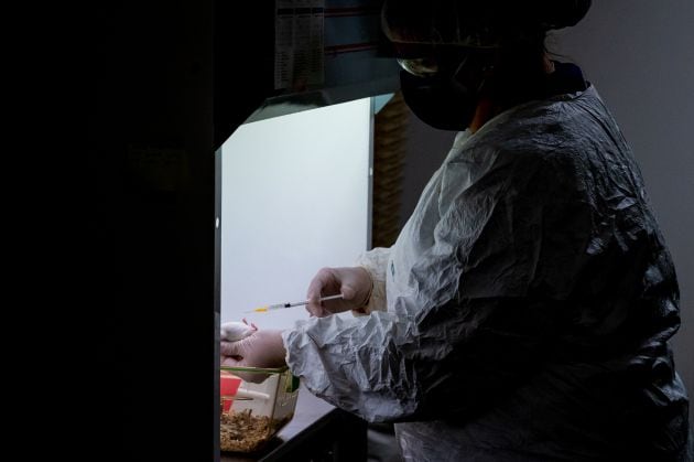 Una investigadora del Centro de Investigaciones Biológicas Margarita Salas (CIB-CSIC) experimentando con ratones.