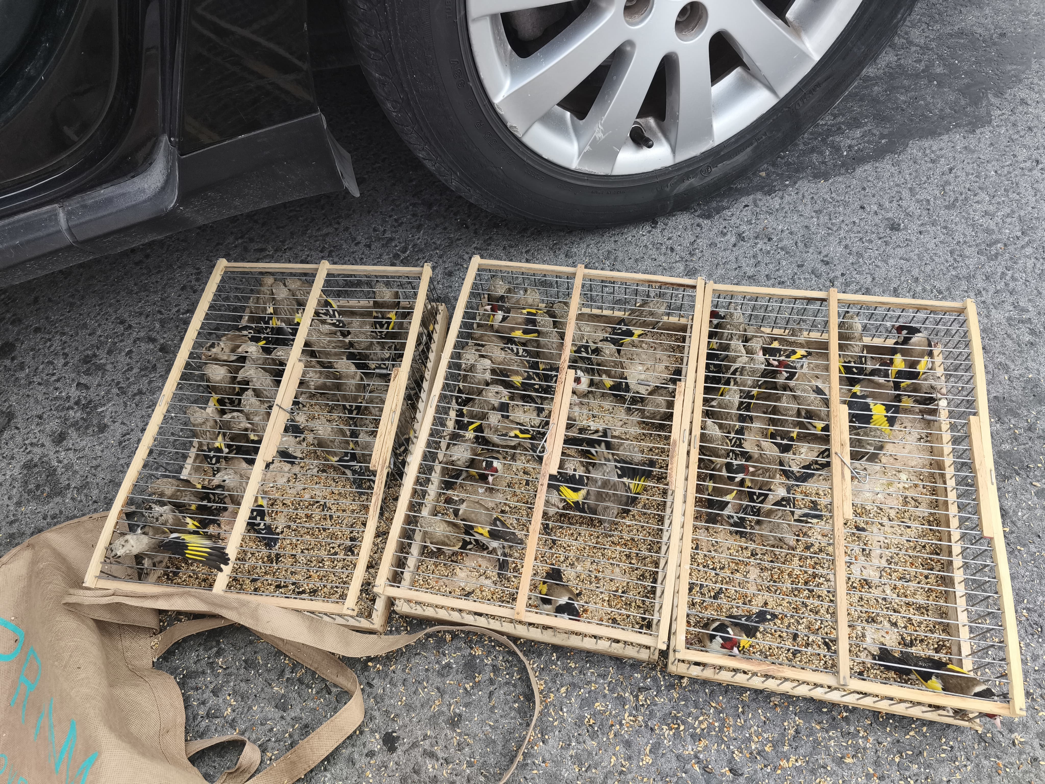 Ejemplares de jilgueros interceptados por la Policía Local de Alicante en un coche que iba embarcar en el ferry a Argelia