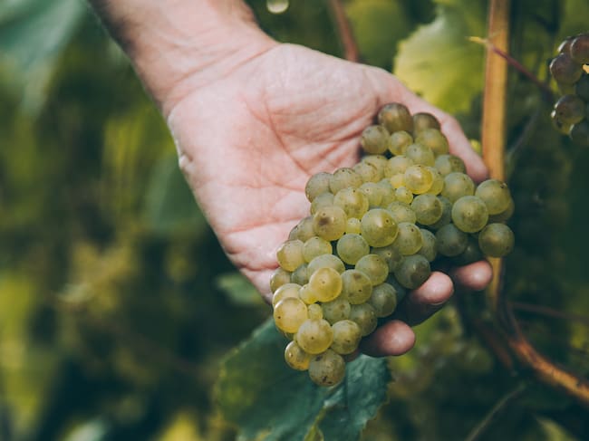 Racimo de uvas