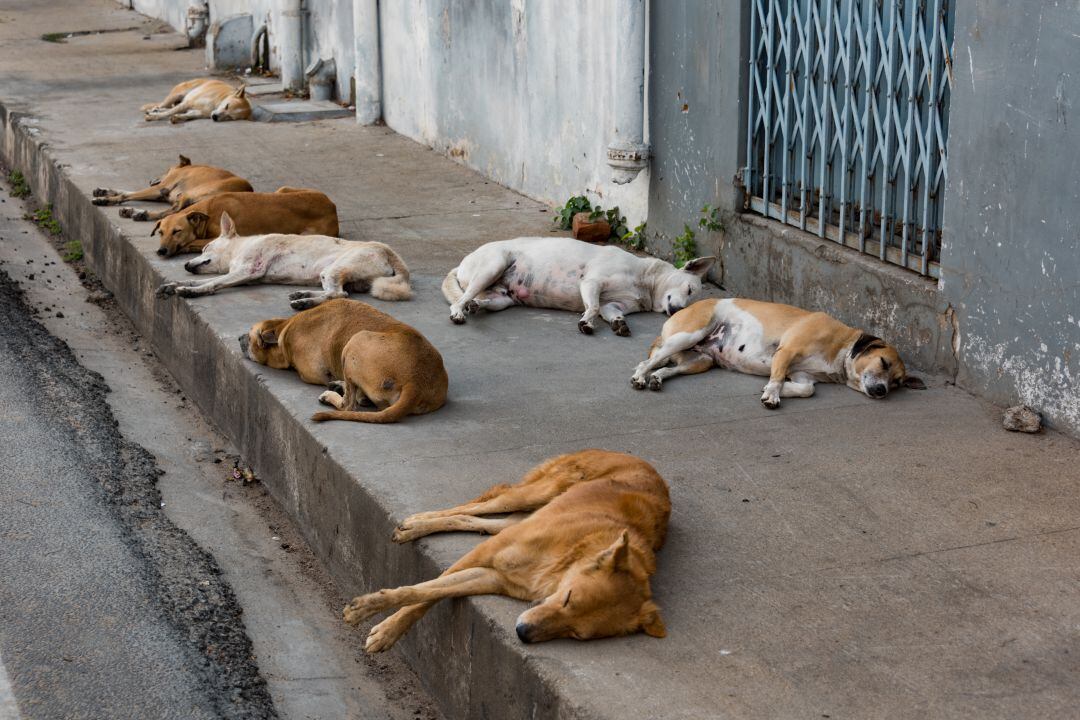 Perros abandonados en la calle