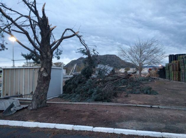 Árboles caídos en Xàtiva por el temporal Hugo