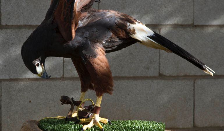 El objetivo del Centro de Recuperación de Animales Silvestres de la región es atender y devolver las especies a su ámbito natural