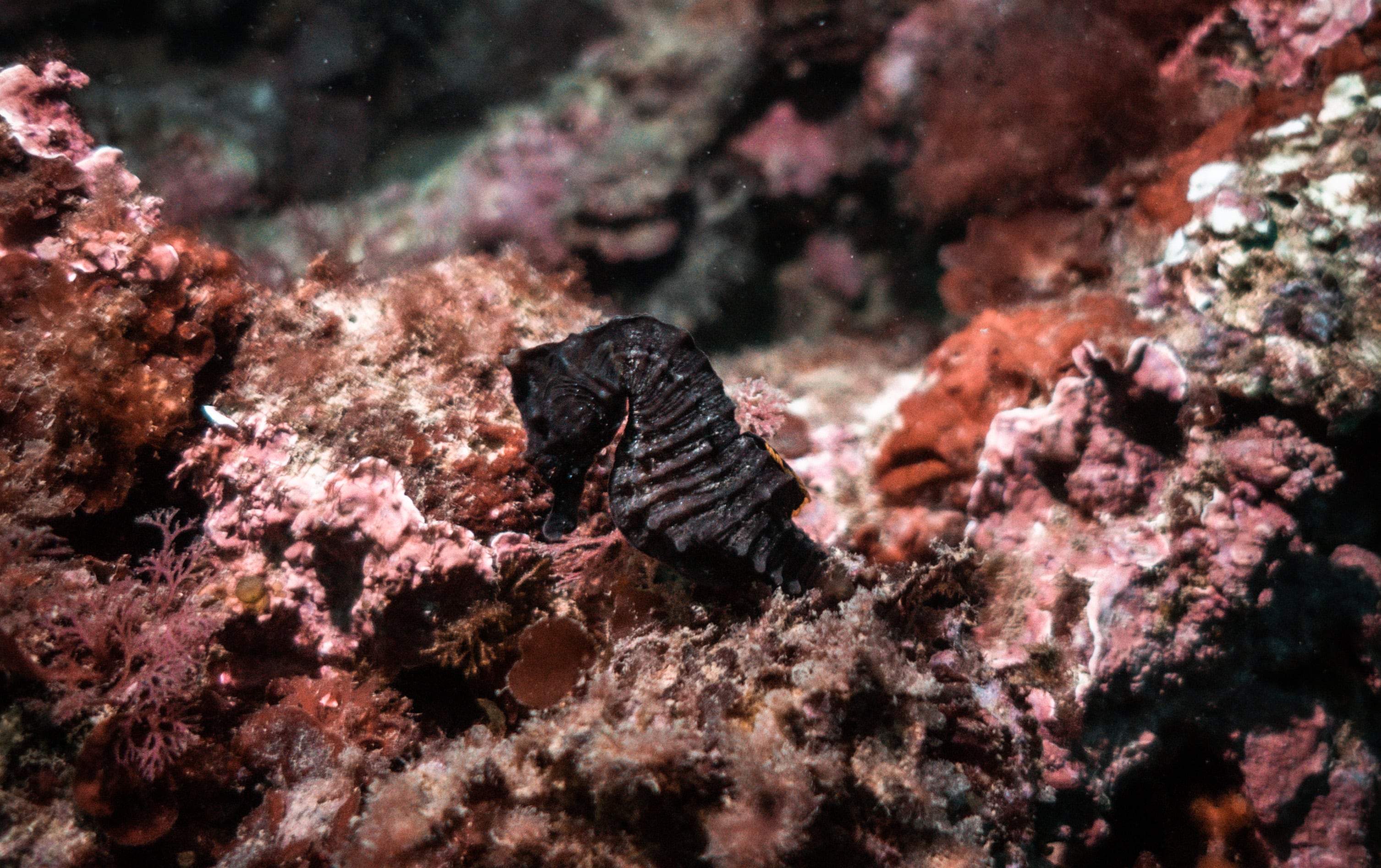 Reintroducción al mar de un caballito de mar tras su recuperación