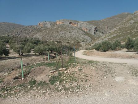 Árboles plantados en el barranco de acceso al Portillo