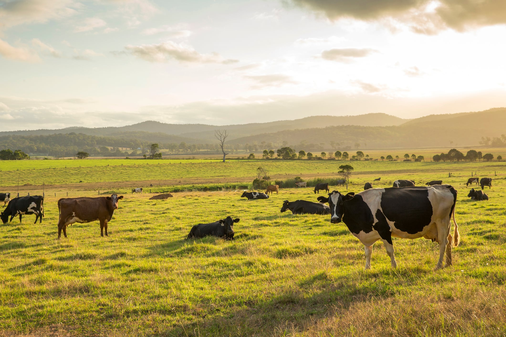 Un campo repleto de vacas bajo el sol de la tarde