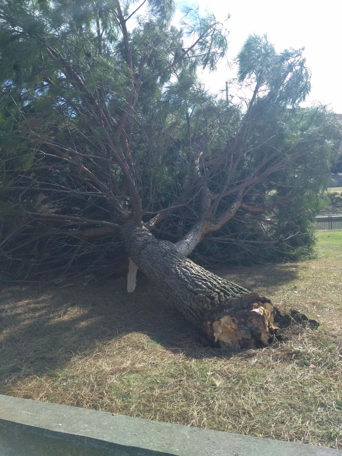 Árbol caído junto a la escuela de idiomas