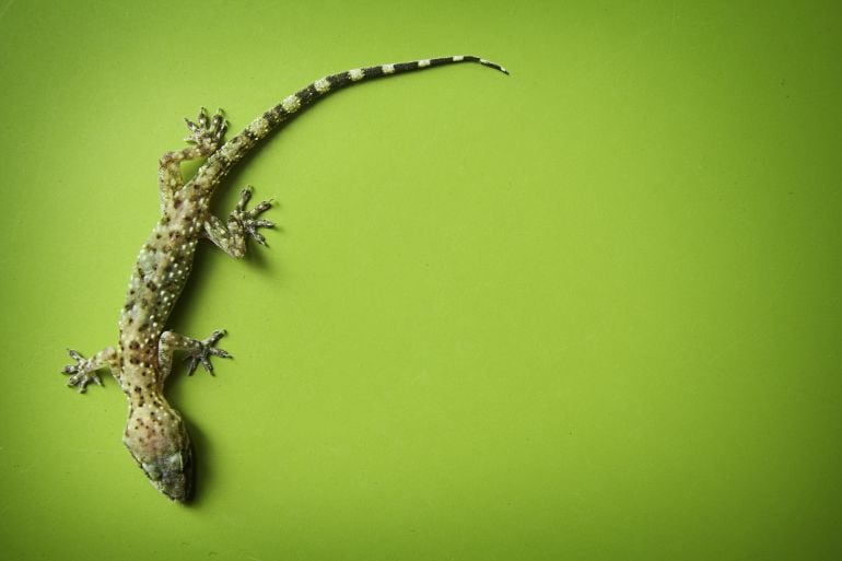 Un gecko caminando sobre una superficie verde.