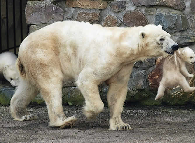 Uno de recién nacidos es sostenido por su madre Huggies, durante su primer día fuera en el Zoo Ouwehands en Rhenen