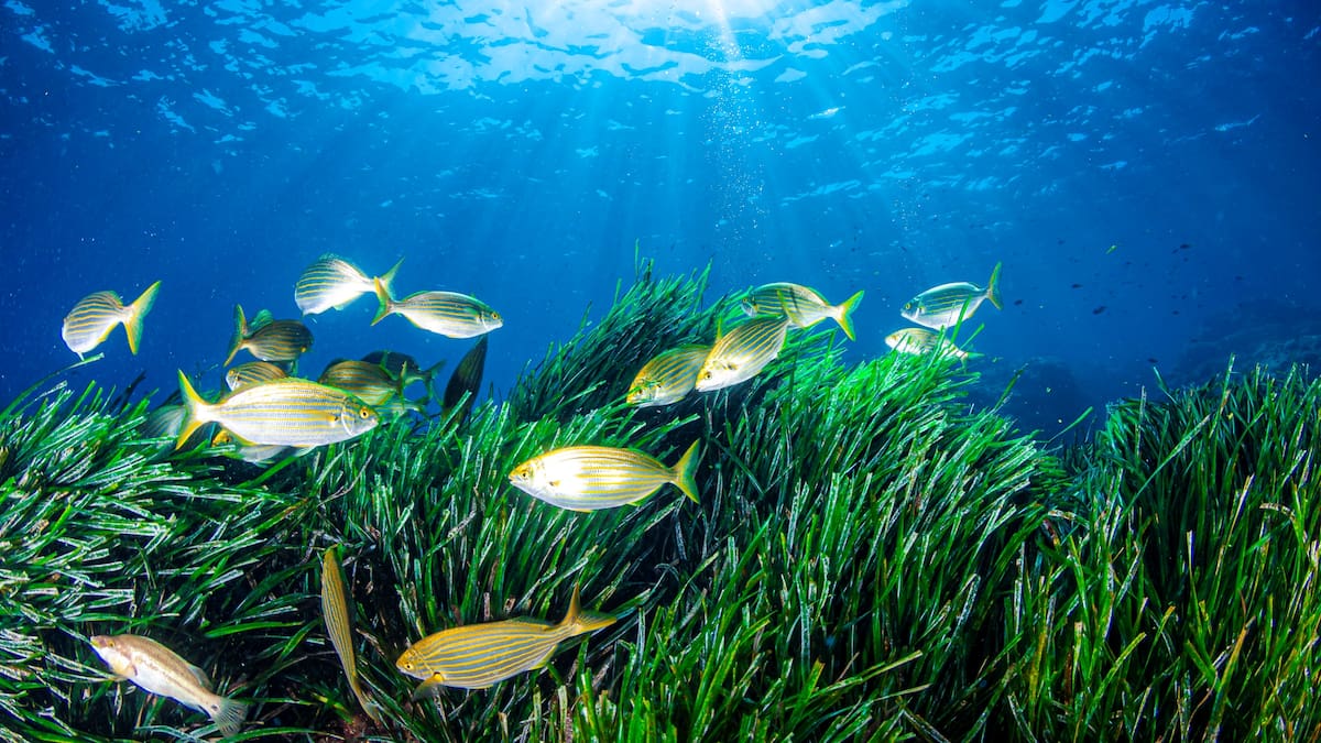 Quique Luque, responsable de Conservación de la Naturaleza de la Federación Valenciana de Ecologistas en Acción, en Hoy por Hoy Alicante