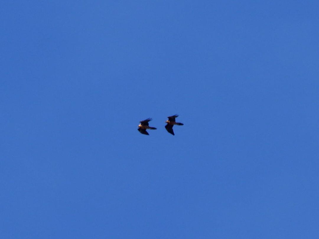 La pareja de quebrantahuesos formada por Ama y Seprona, en pleno vuelo en el Parque Natural Sierra de Castril (Granada)