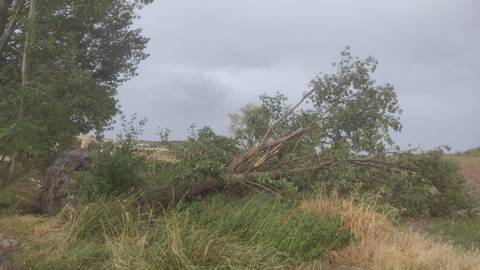 Árbol derribado por el aire en Santa María del Mercadillo
