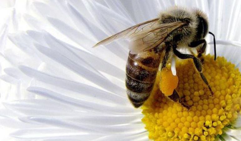 Una abeja sobre una flor.